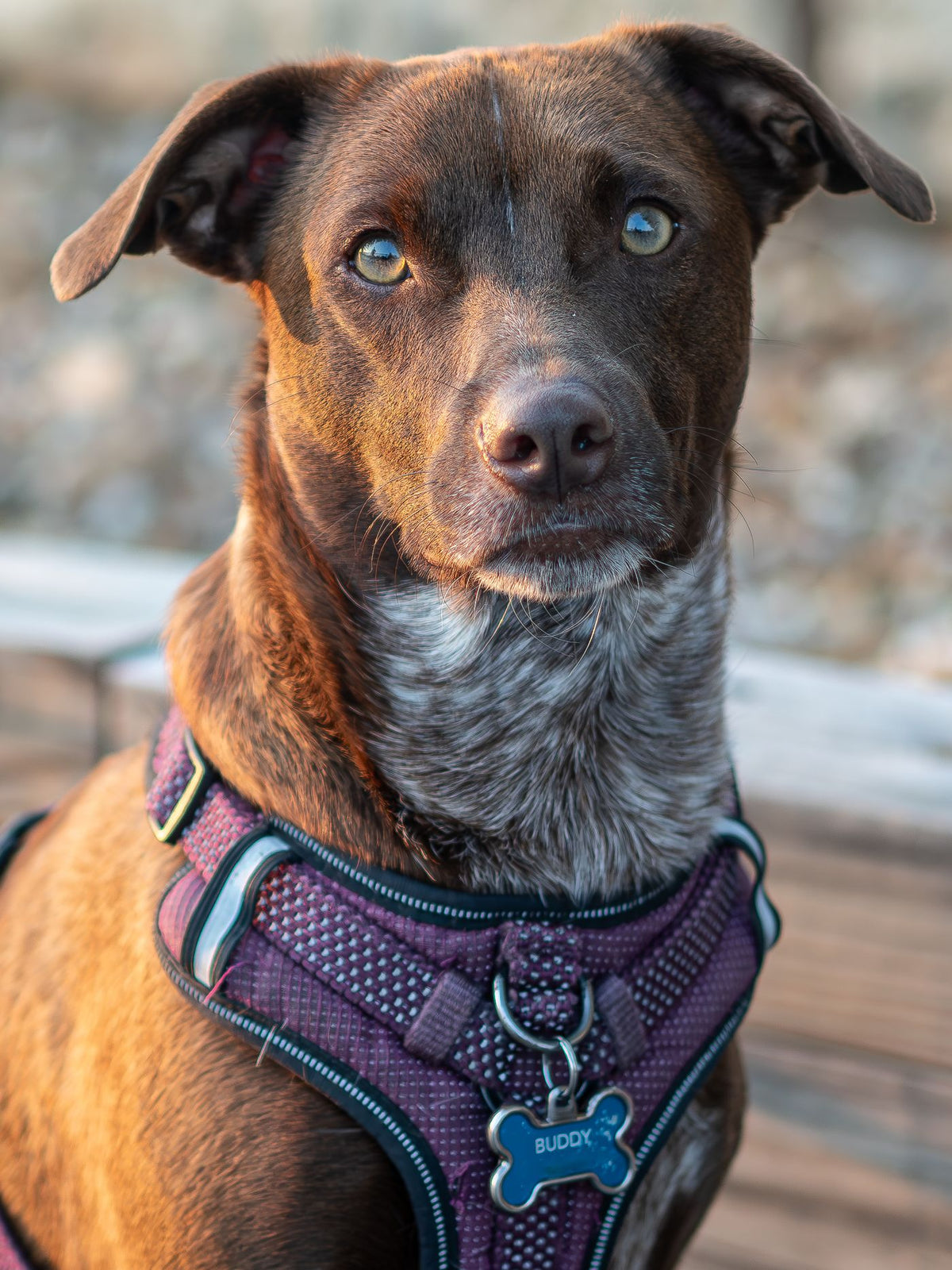 Adventure No Pull Outdoor Harness