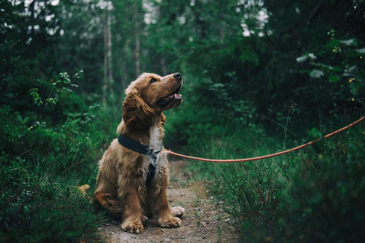 Double Ended Multi Function Leash