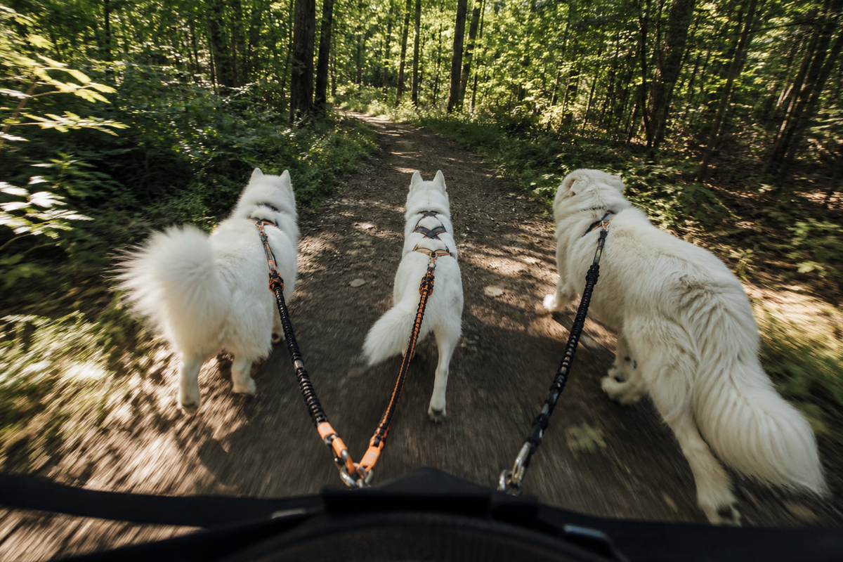 Summer trail running with skijoring belt